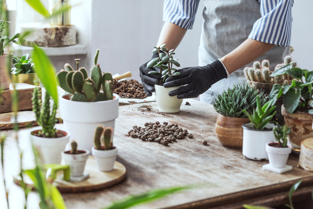 Le cactus d'intérieur : lequel choisir, comment s'en occuper ?