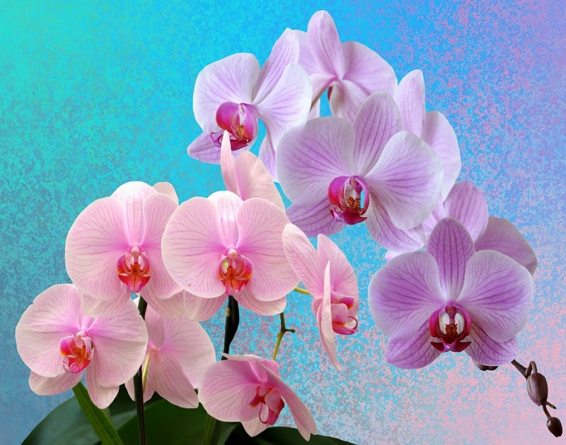 Comment faire refleurir une orchidée